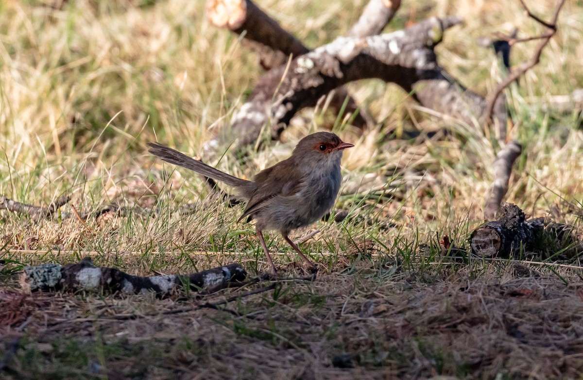 Superb Fairywren - ML617296255