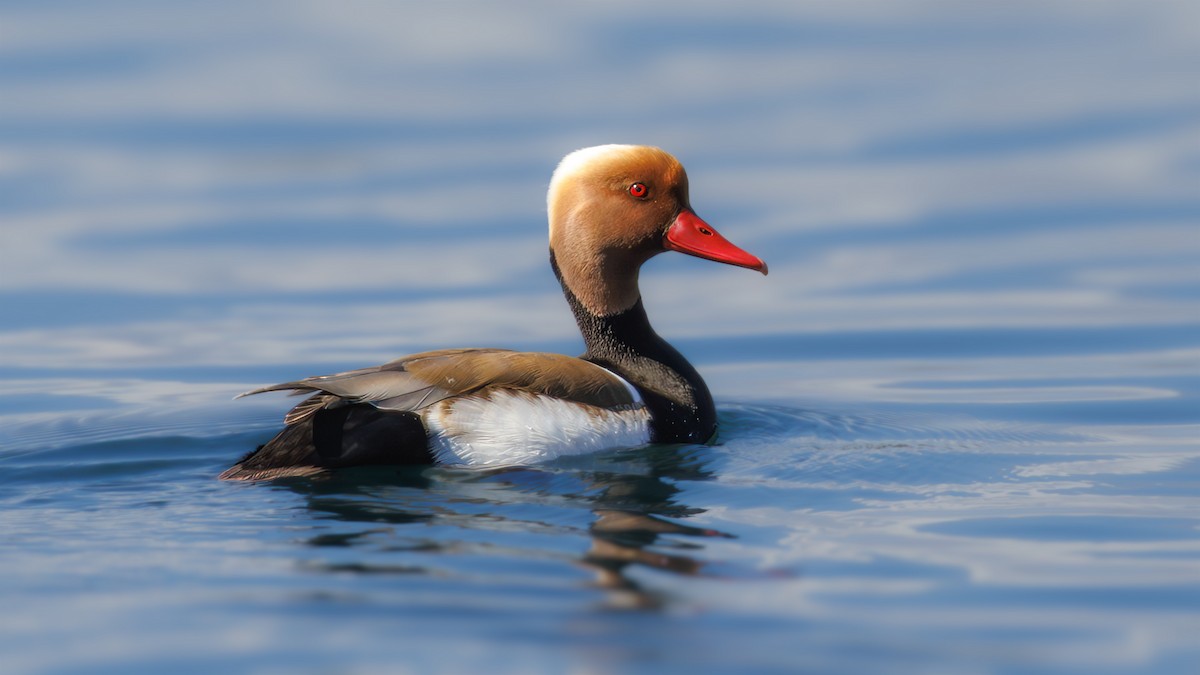 Red-crested Pochard - ML617296257