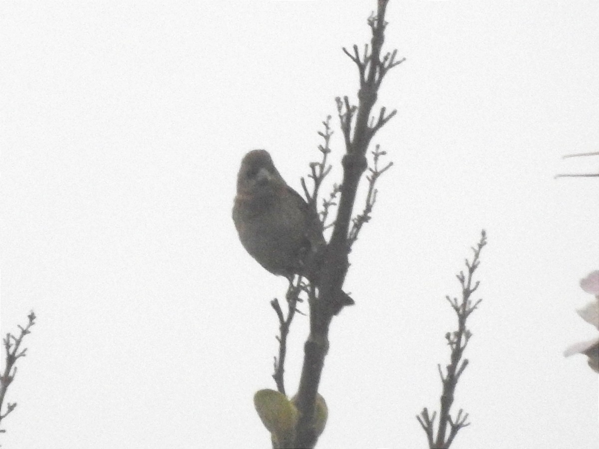 Common Rosefinch - ML617296263