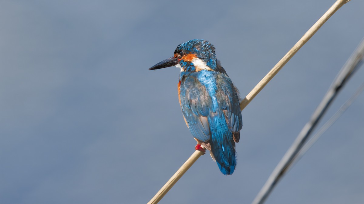 Common Kingfisher - ML617296271