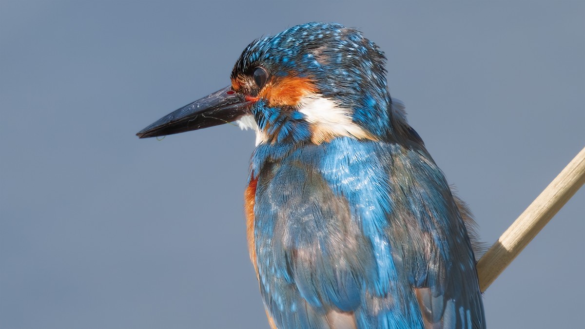 Common Kingfisher - ML617296272