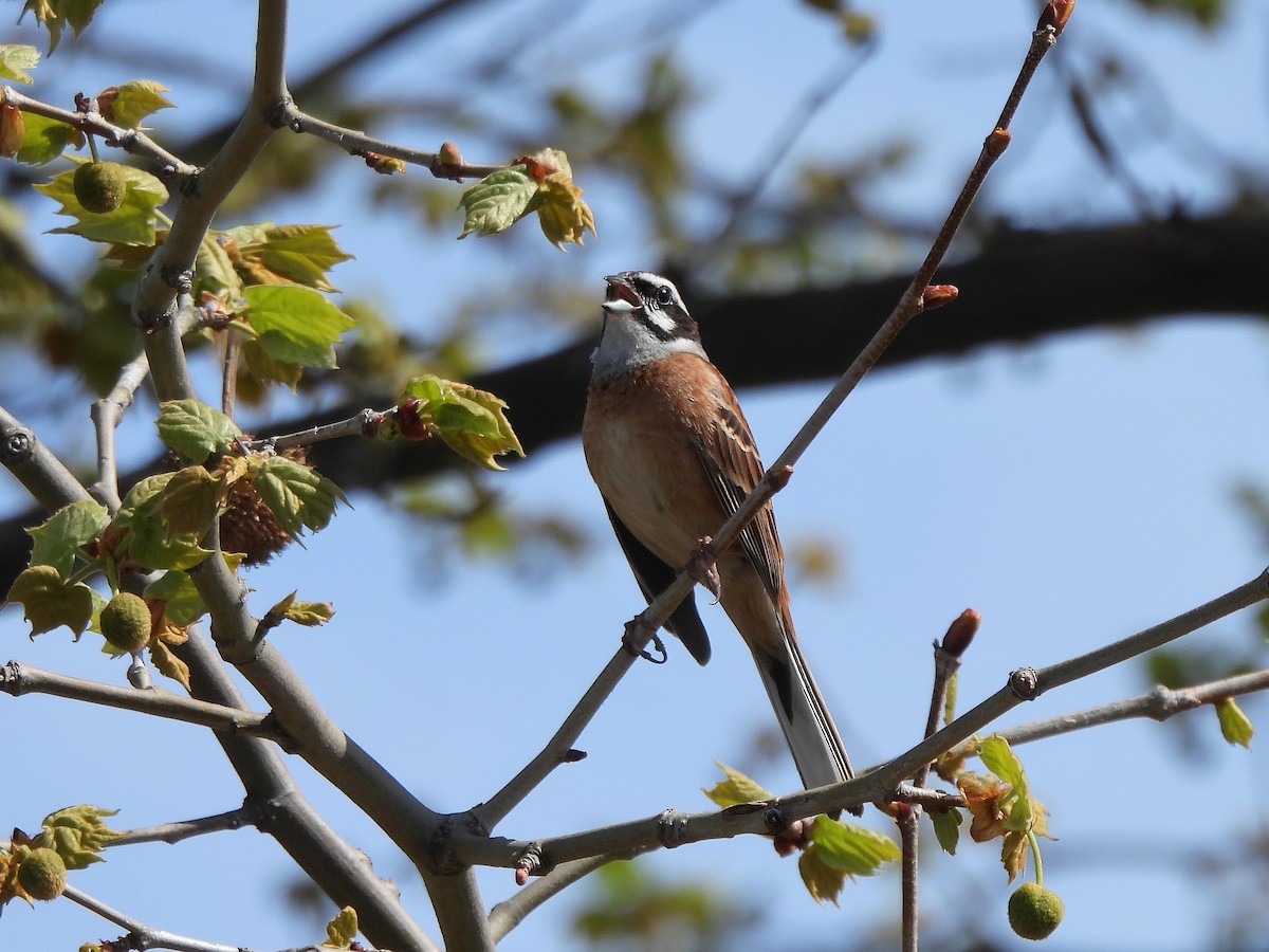 Meadow Bunting - ML617296303