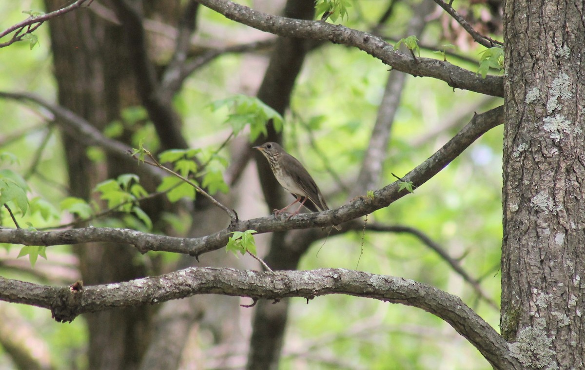 Gray-cheeked Thrush - Paige O