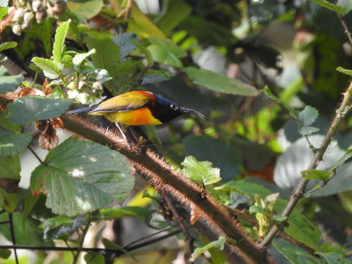 Green-tailed Sunbird - ML617296423
