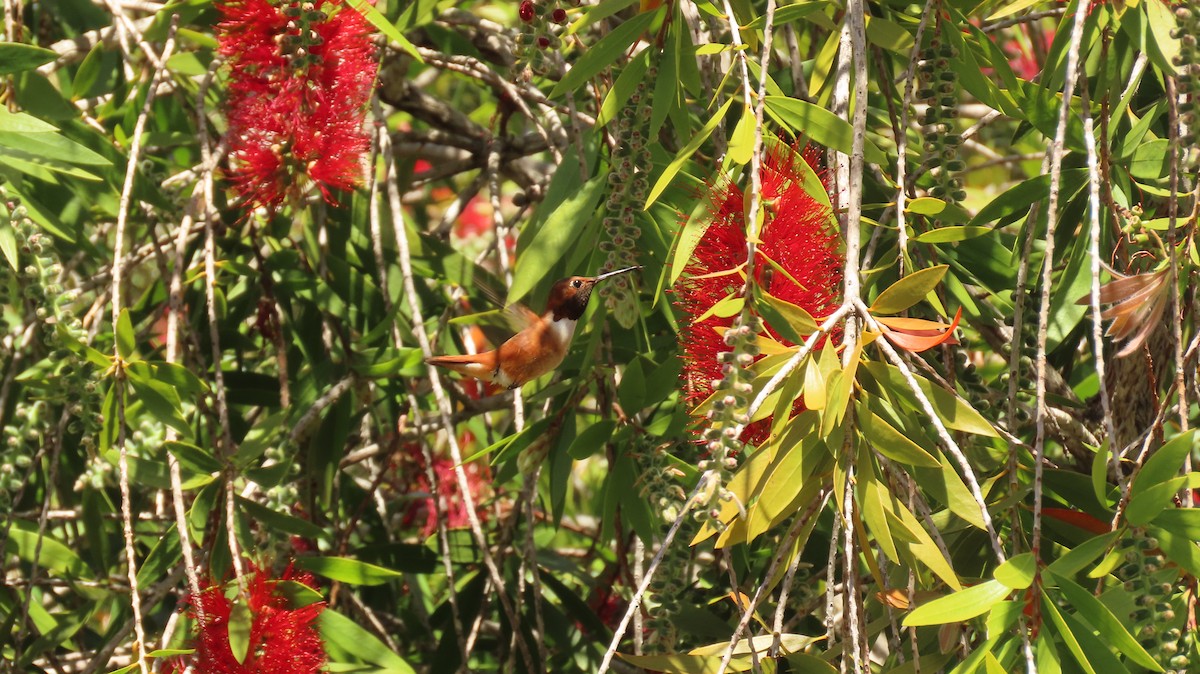 Rufous Hummingbird - Petra Clayton