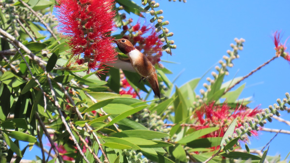 Rufous Hummingbird - Petra Clayton