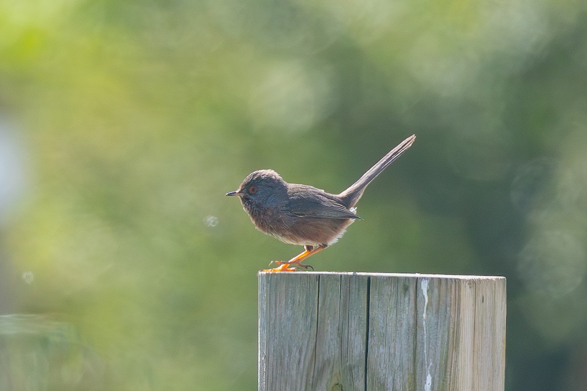 Dartford Warbler - Grégoire Duffez