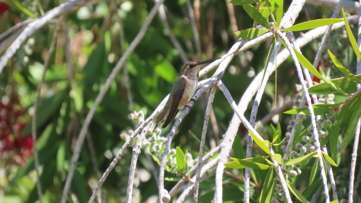Allen's Hummingbird - ML617296432