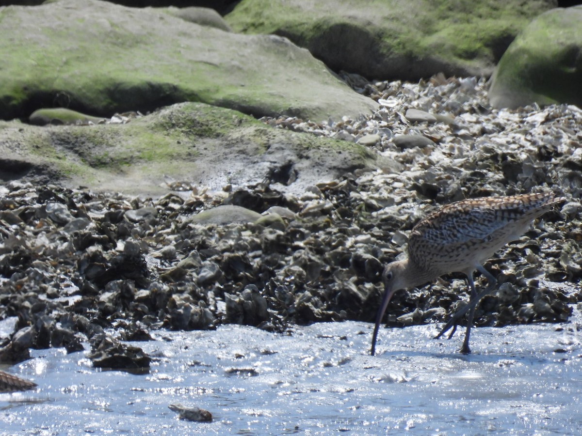 Far Eastern Curlew - ML617296476