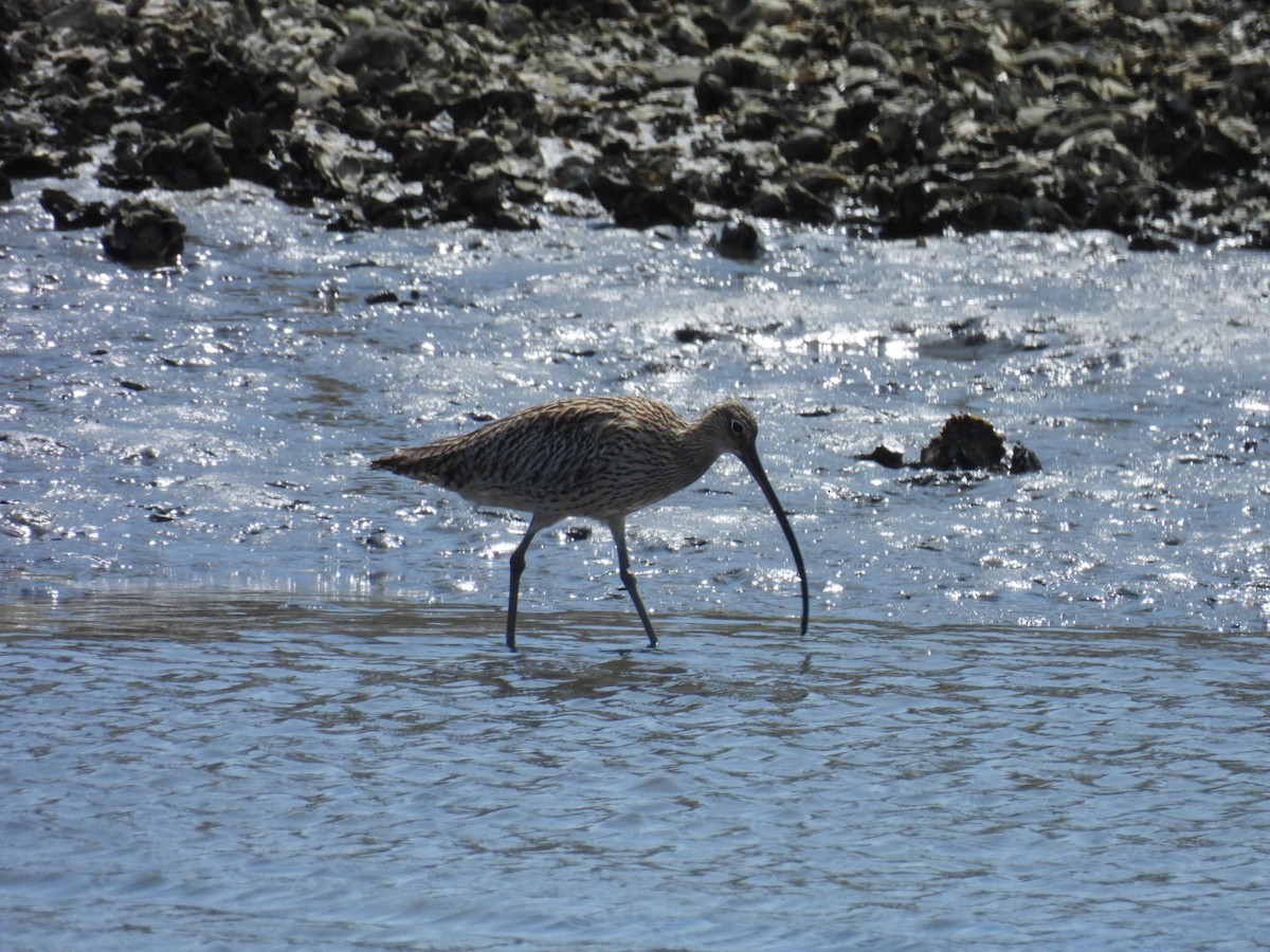 Far Eastern Curlew - ML617296477