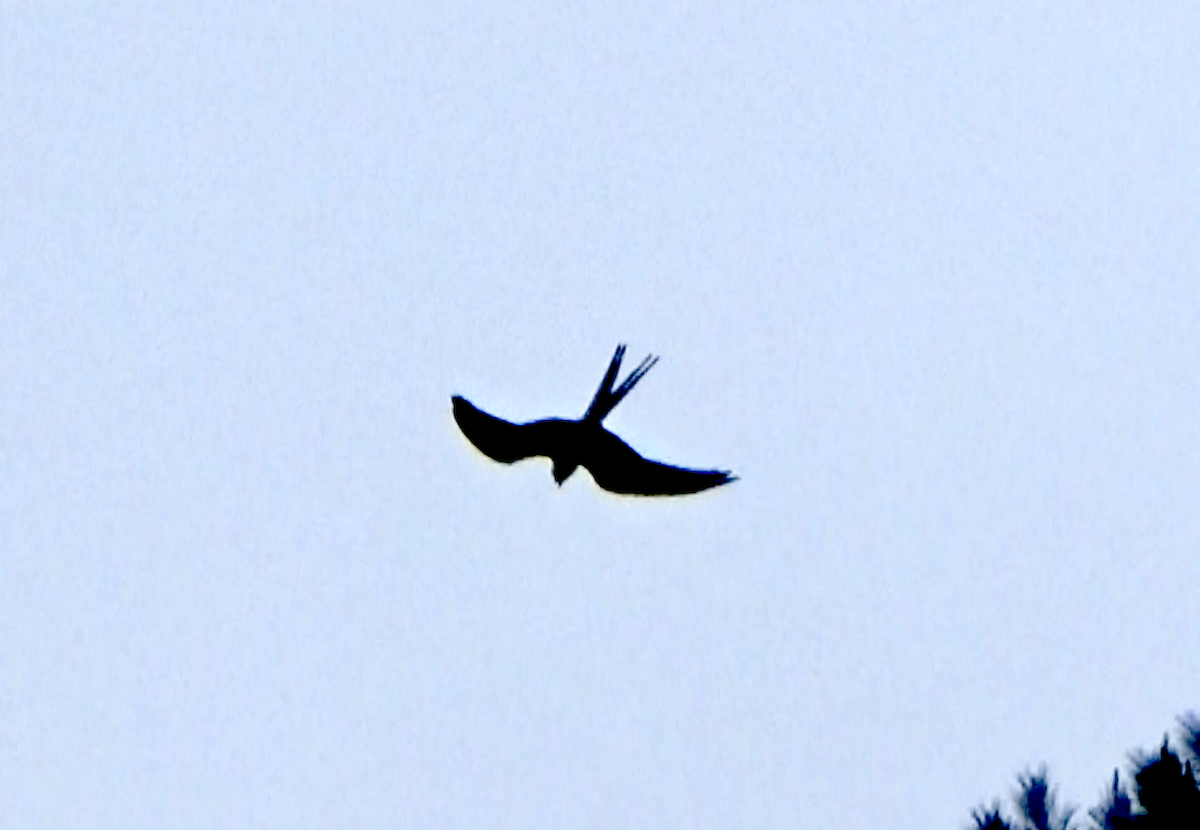 Swallow-tailed Kite - Tom O'Shea