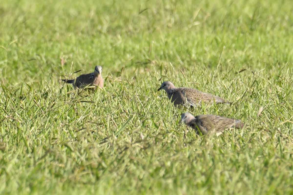 Spotted Dove - ML617296502