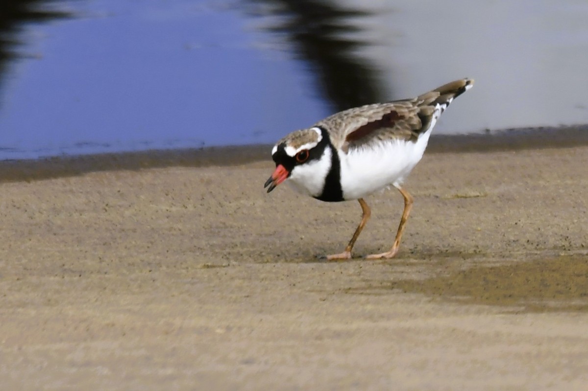 Black-fronted Dotterel - ML617296506