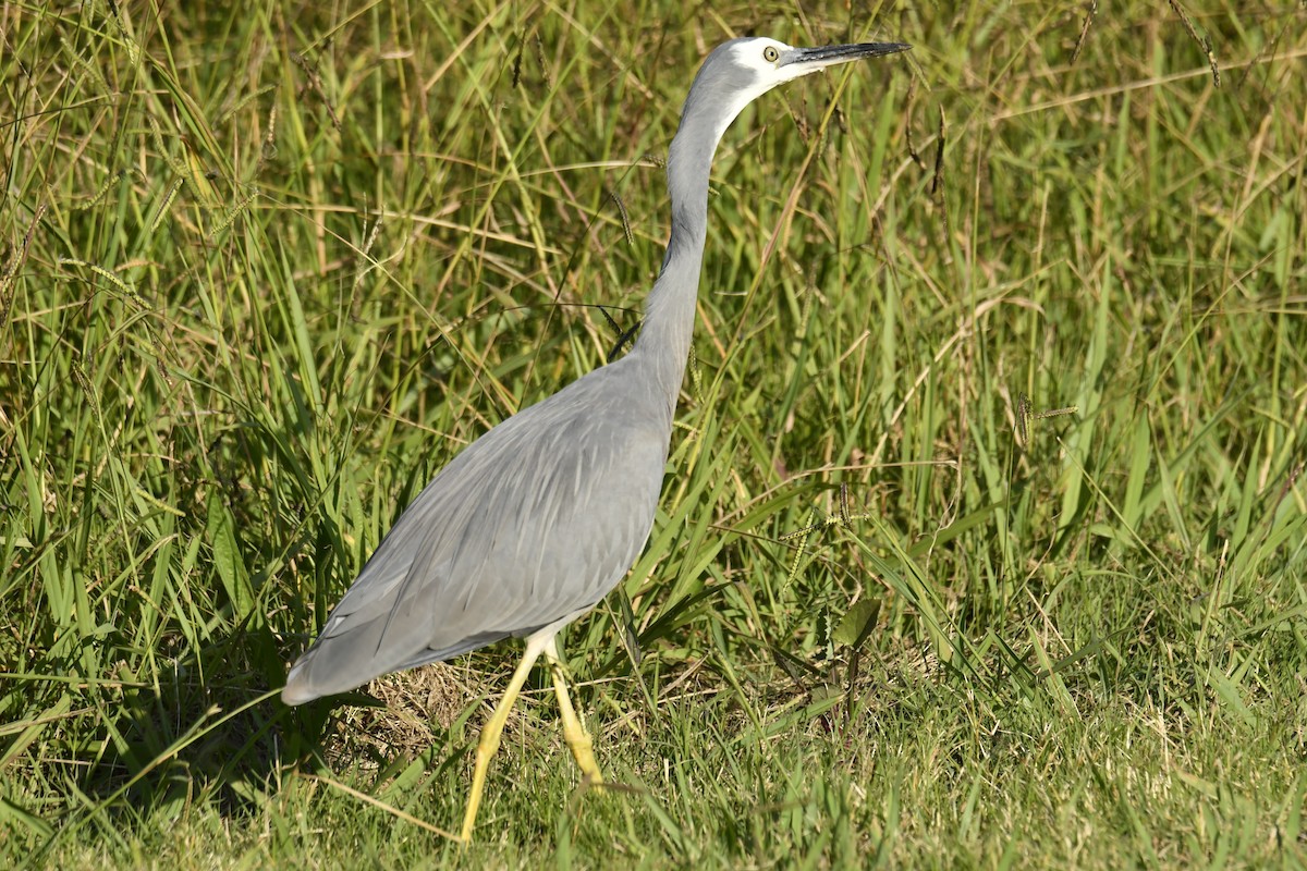 White-faced Heron - ML617296511