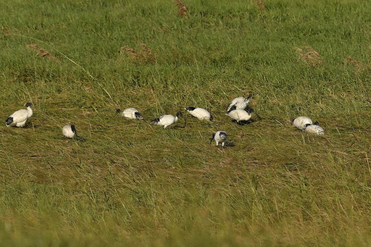 Australian Ibis - ML617296514