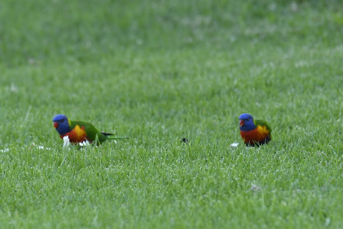 Rainbow Lorikeet - ML617296515