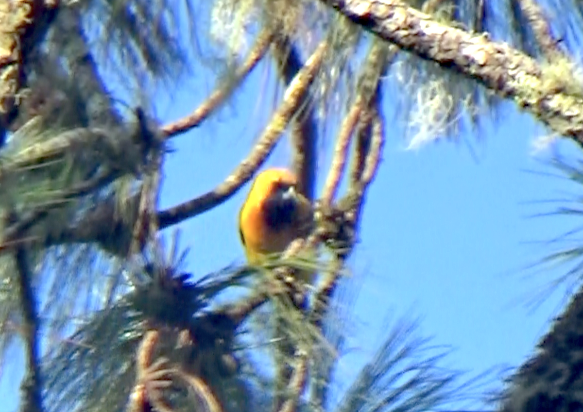 Yellow-backed Oriole - Tom O'Shea