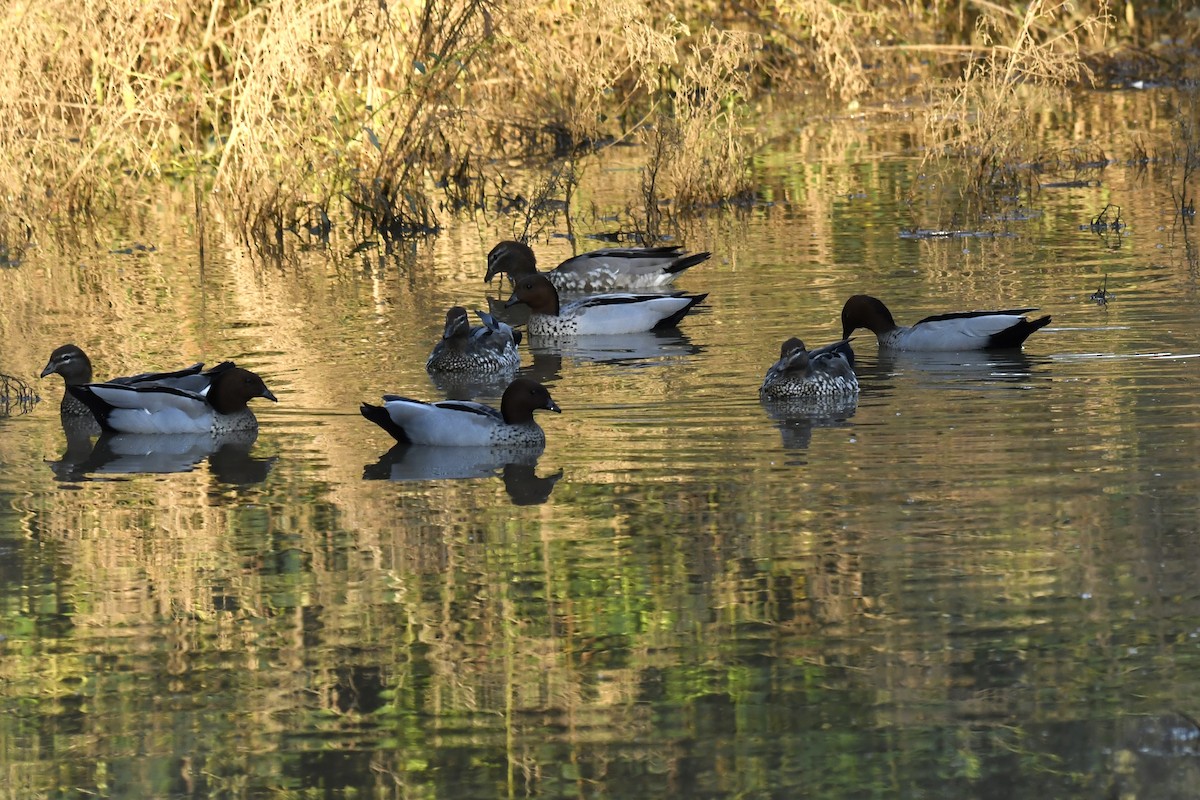 Canard à crinière - ML617296521