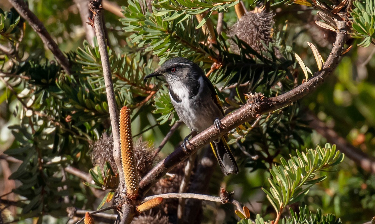 Crescent Honeyeater - ML617296537