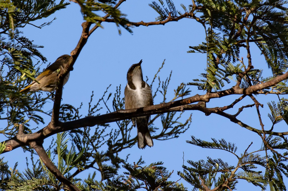 Crescent Honeyeater - ML617296538