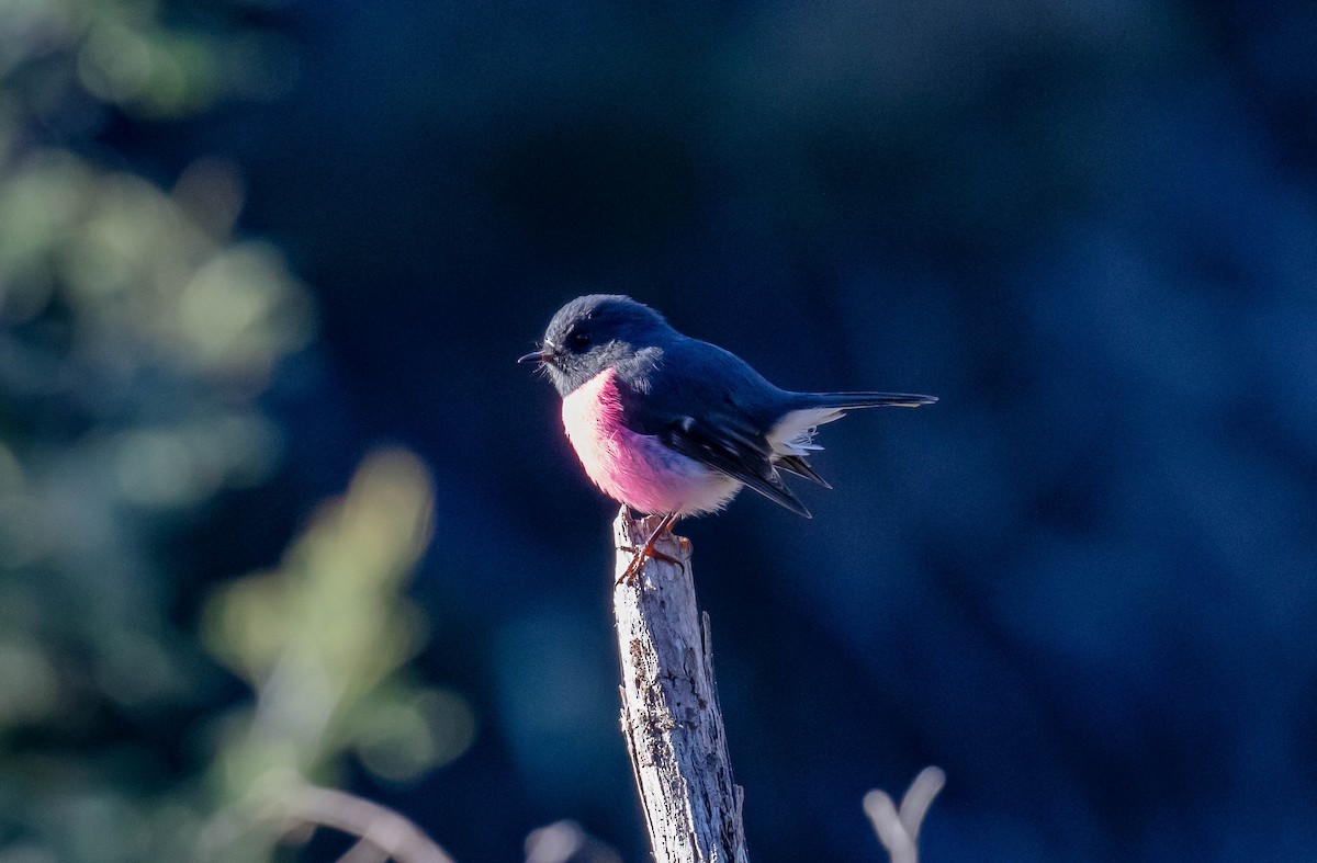 Pink Robin - ML617296541