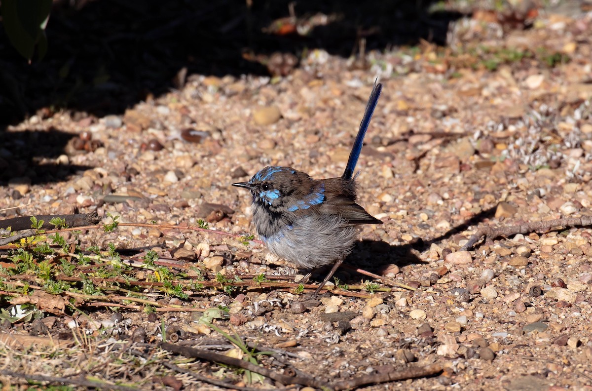 Superb Fairywren - ML617296545