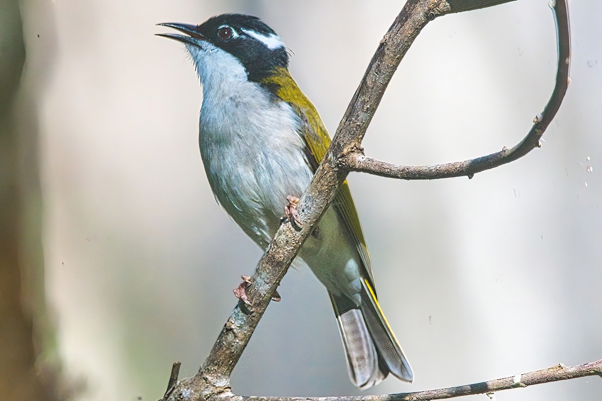 White-throated Honeyeater - ML617296547