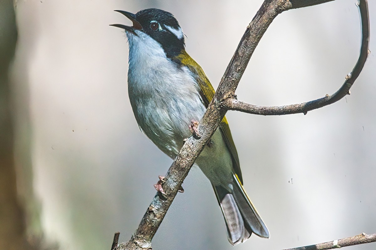 White-throated Honeyeater - ML617296595