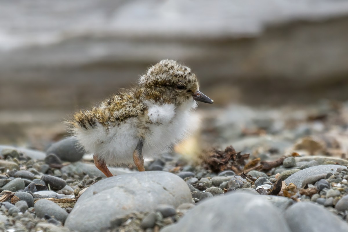 Shore Plover - ML617296642