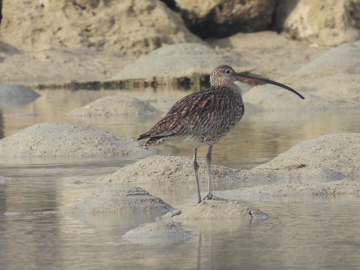 Eurasian Curlew - ML617296707