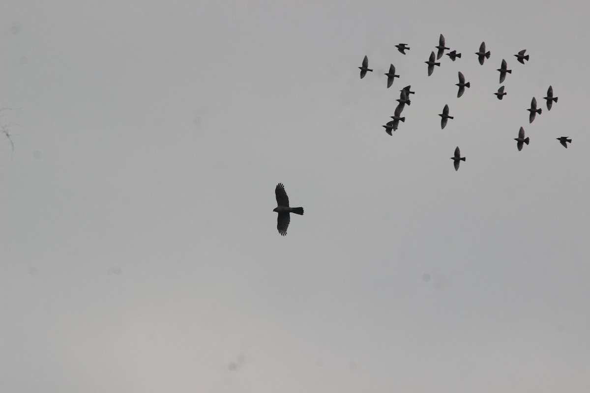 Eurasian Sparrowhawk - ML617296787