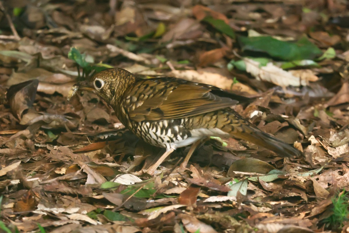 Bassian Thrush - ML617296798