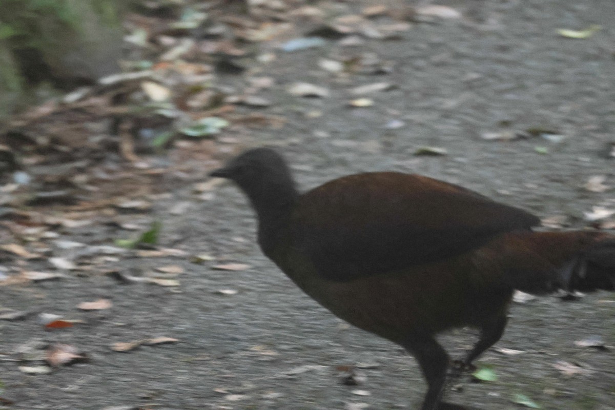 Albert's Lyrebird - ML617296806