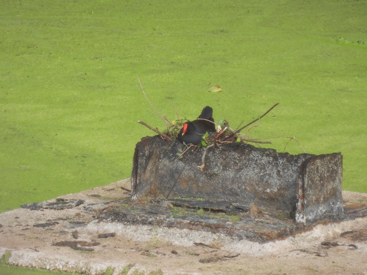 Eurasian Moorhen - ML617296812