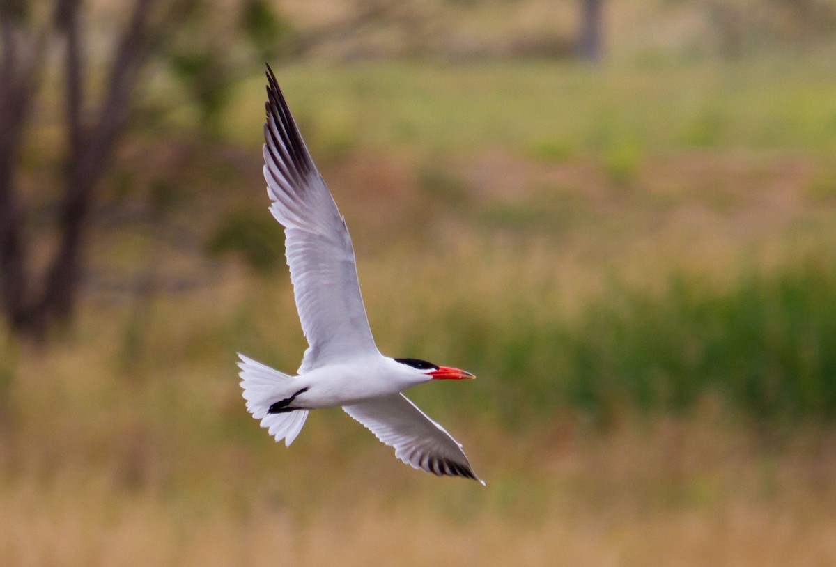 Caspian Tern - ML617296906