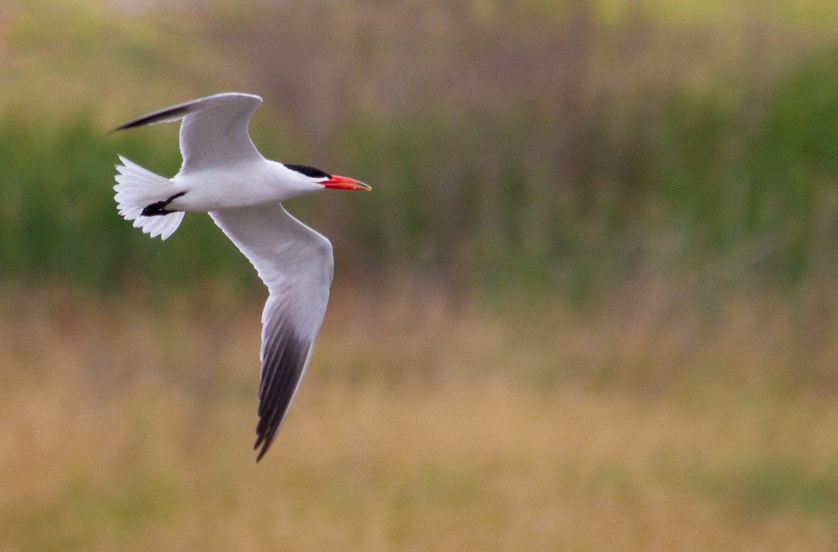 Caspian Tern - ML617296907