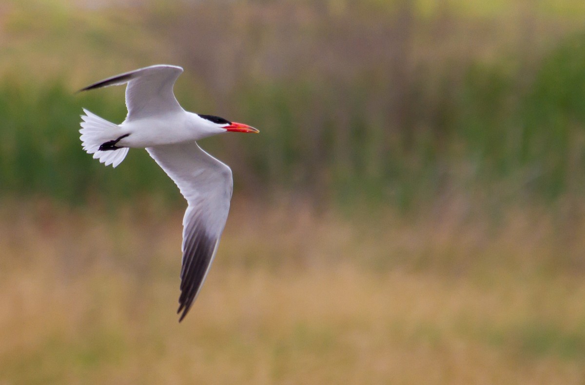 Caspian Tern - shorty w