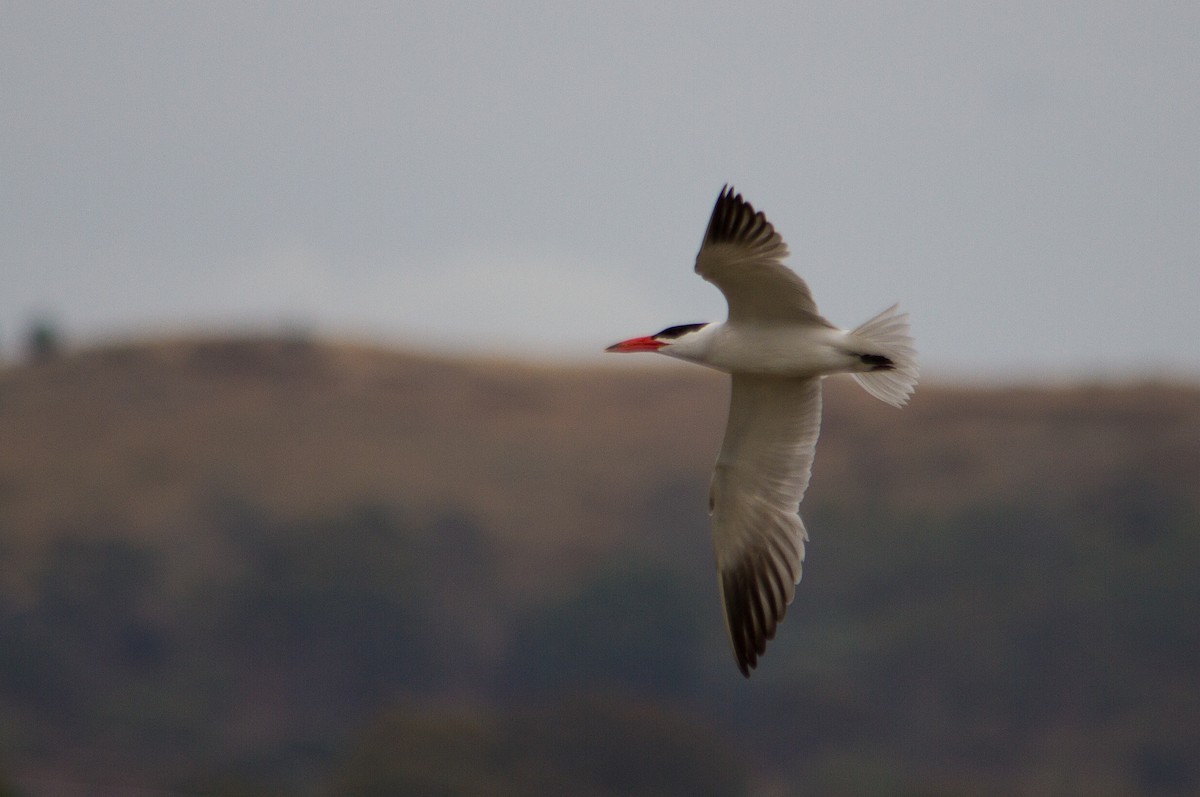 Caspian Tern - ML617296908