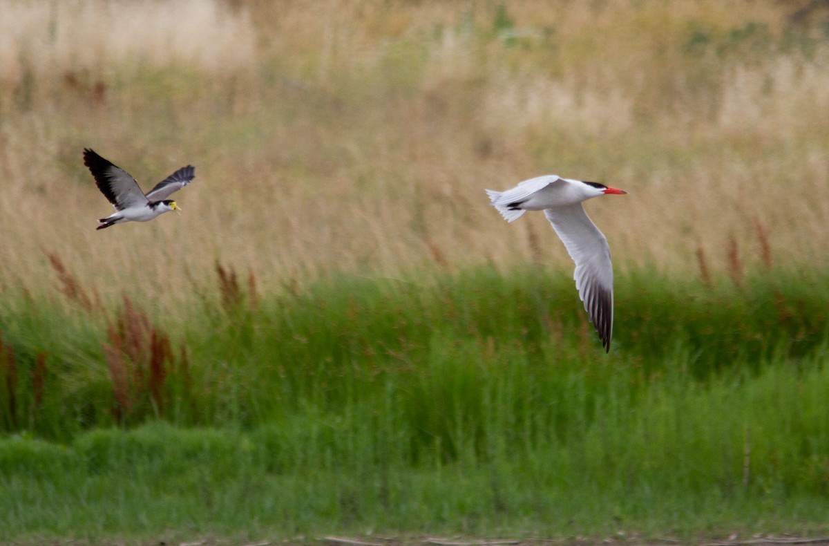 Caspian Tern - ML617296909