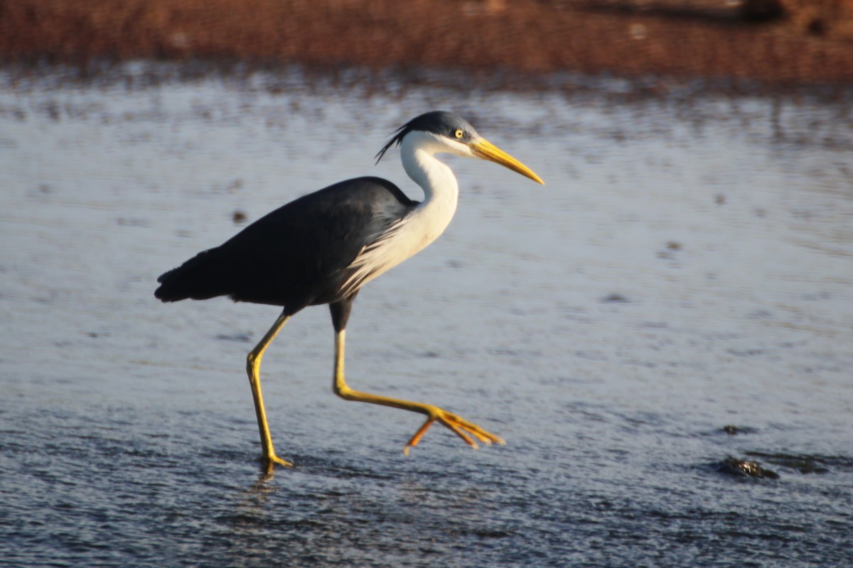 Pied Heron - ML617296921