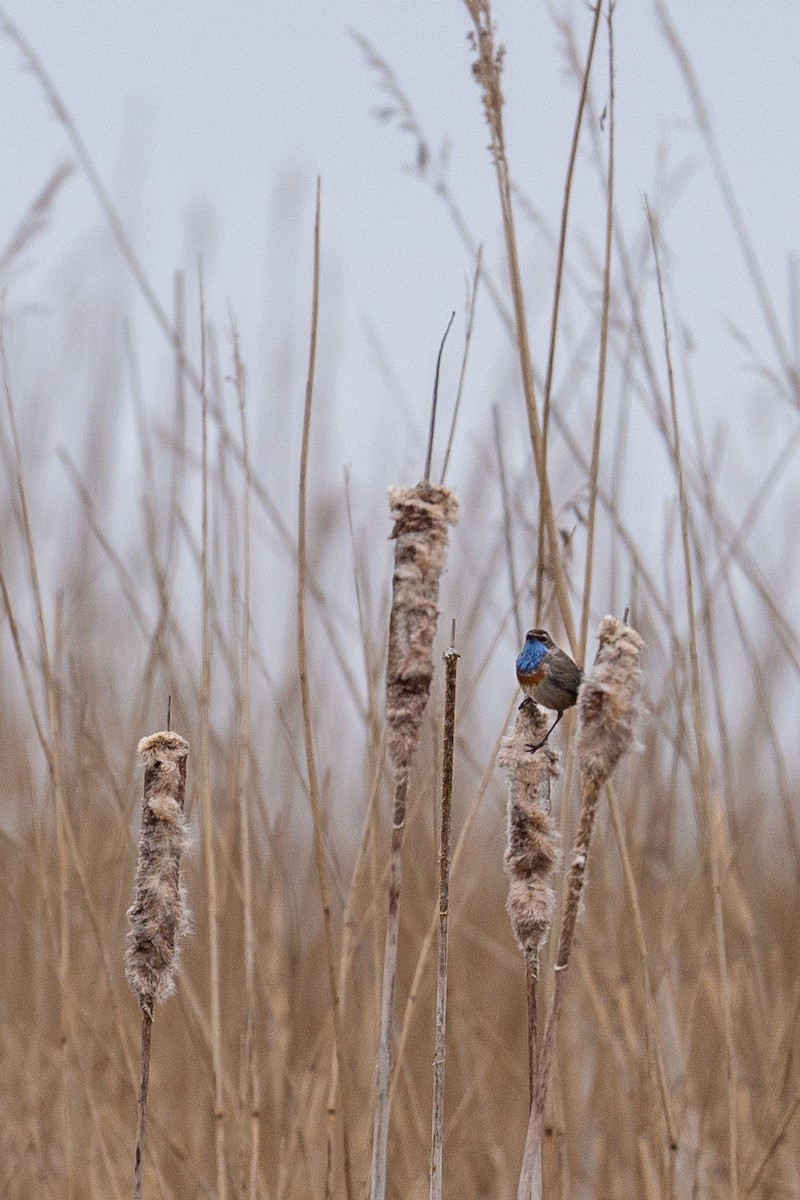 Bluethroat - ML617297002