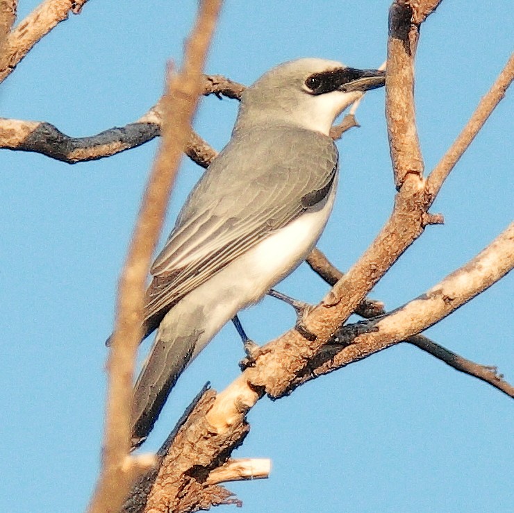 White-bellied Cuckooshrike - ML617297038