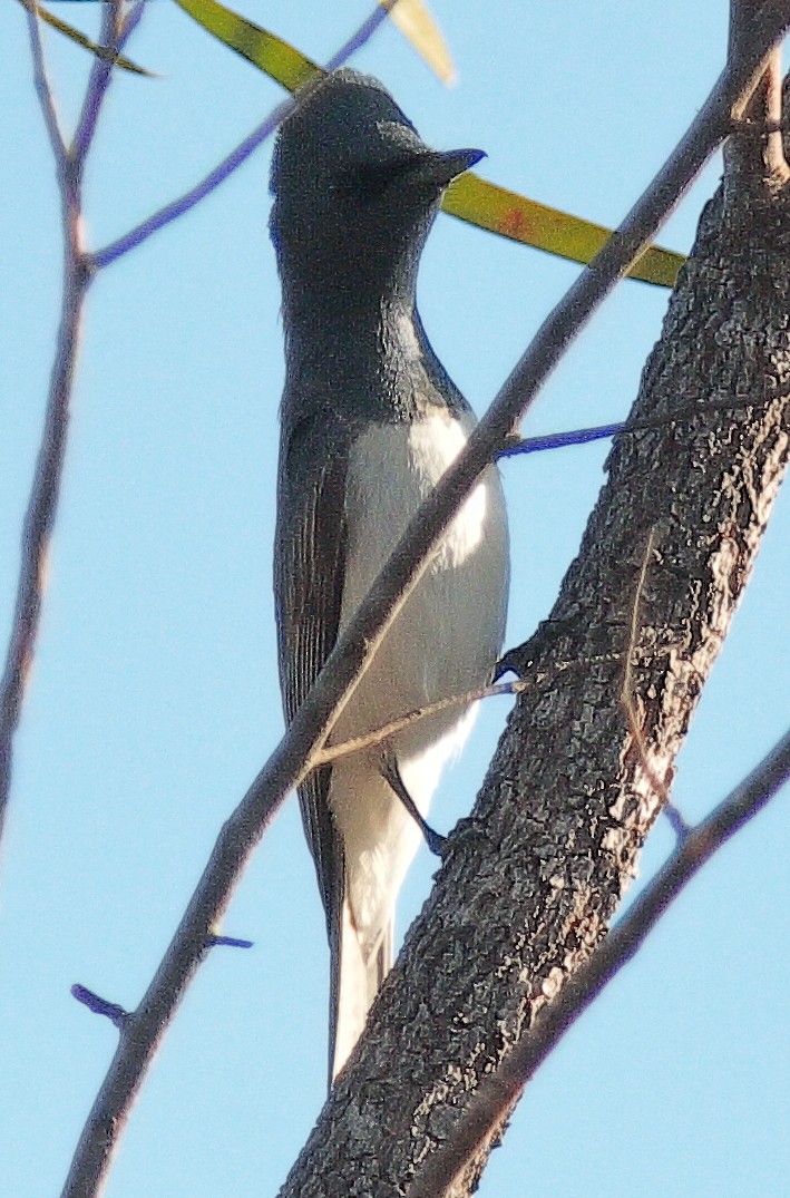 Leaden Flycatcher - ML617297058