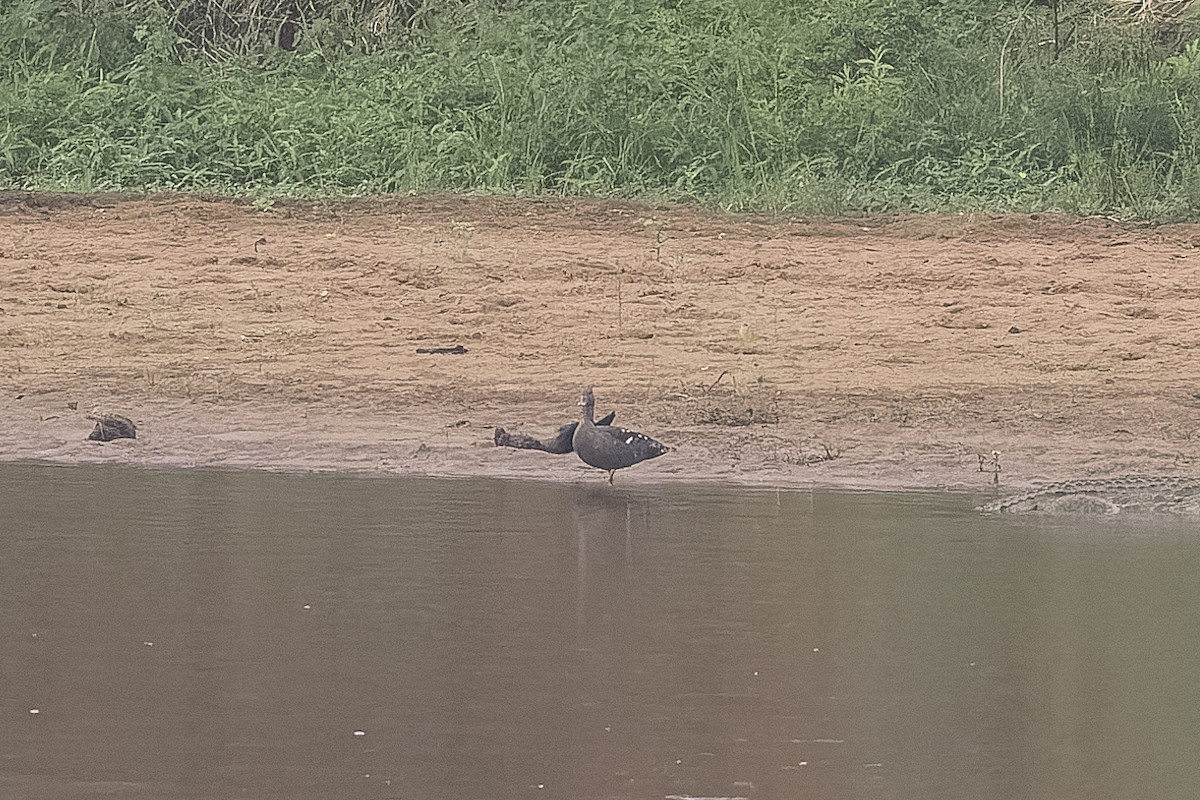 African Black Duck - Jody de Bruyn