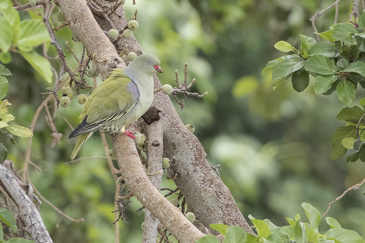 African Green-Pigeon - Jody de Bruyn