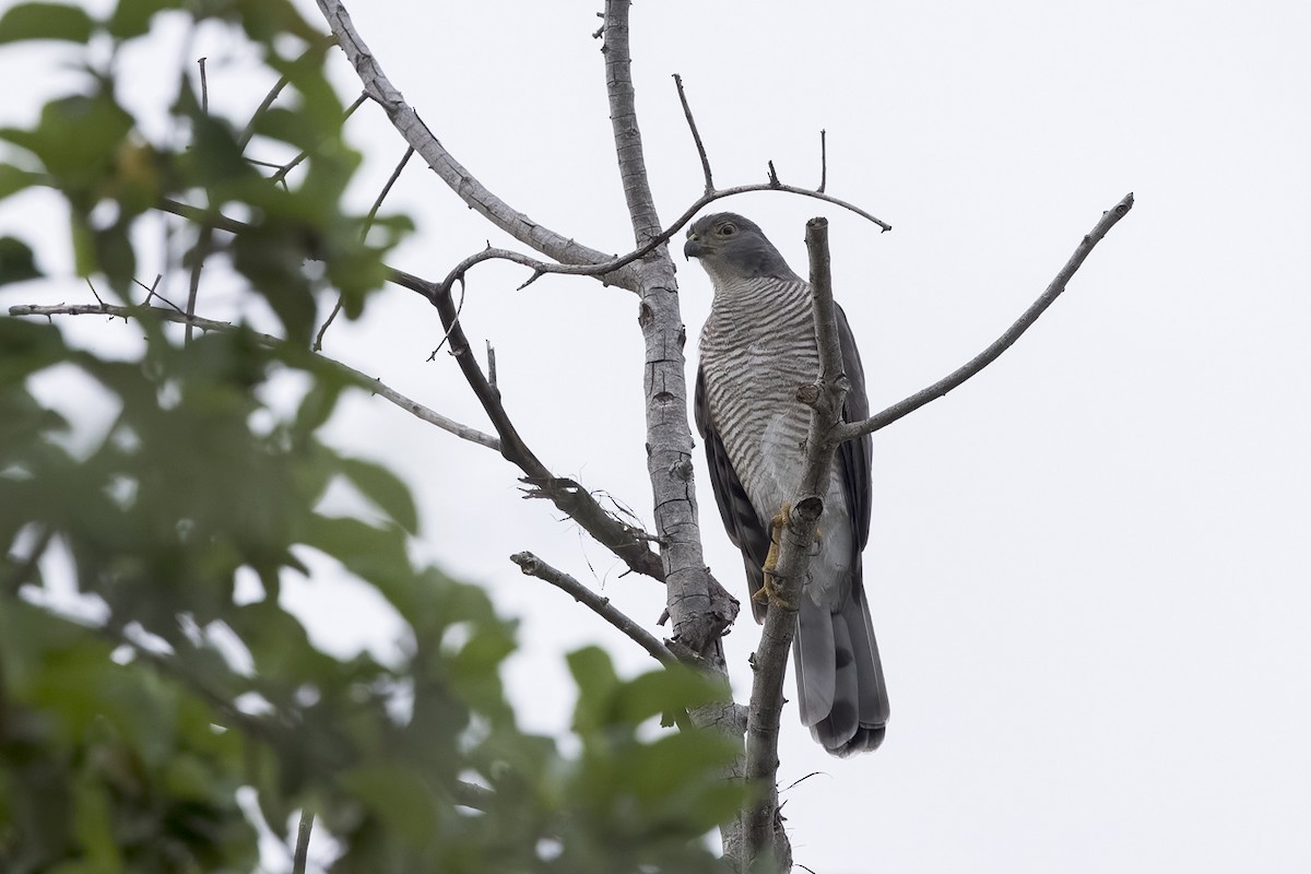 African Goshawk - ML617297122