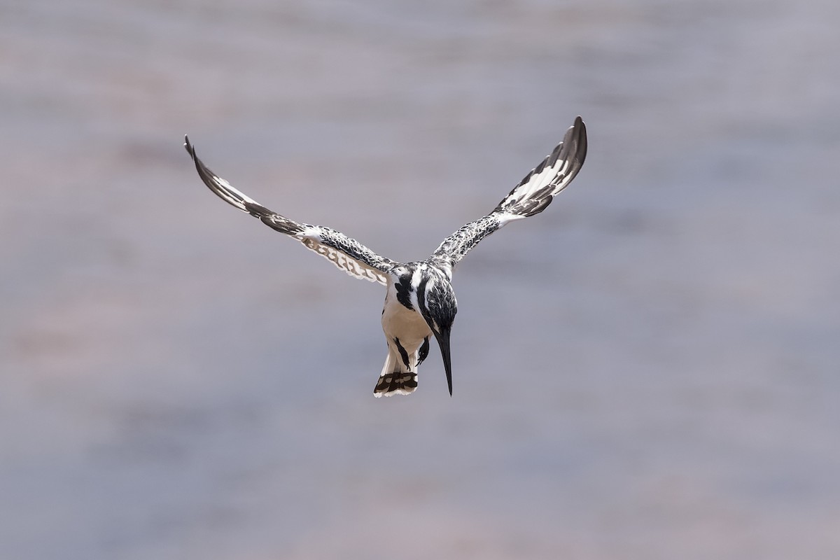 Pied Kingfisher - ML617297142