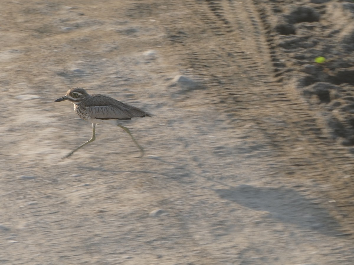 Water Thick-knee - ML617297143