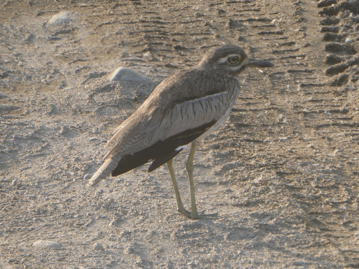 Water Thick-knee - ML617297144