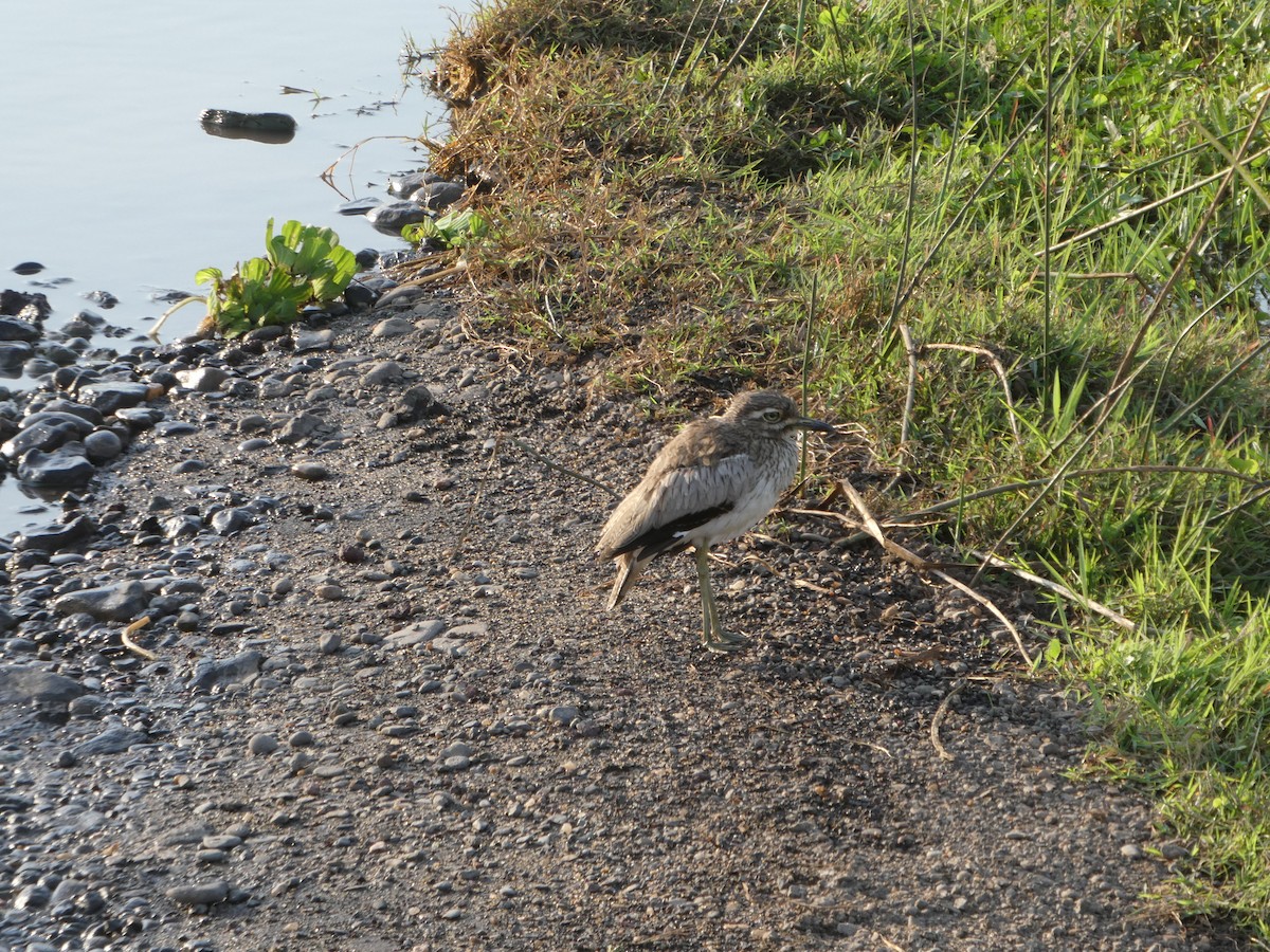 Water Thick-knee - ML617297145